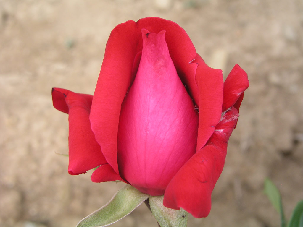 růže Red Devil
