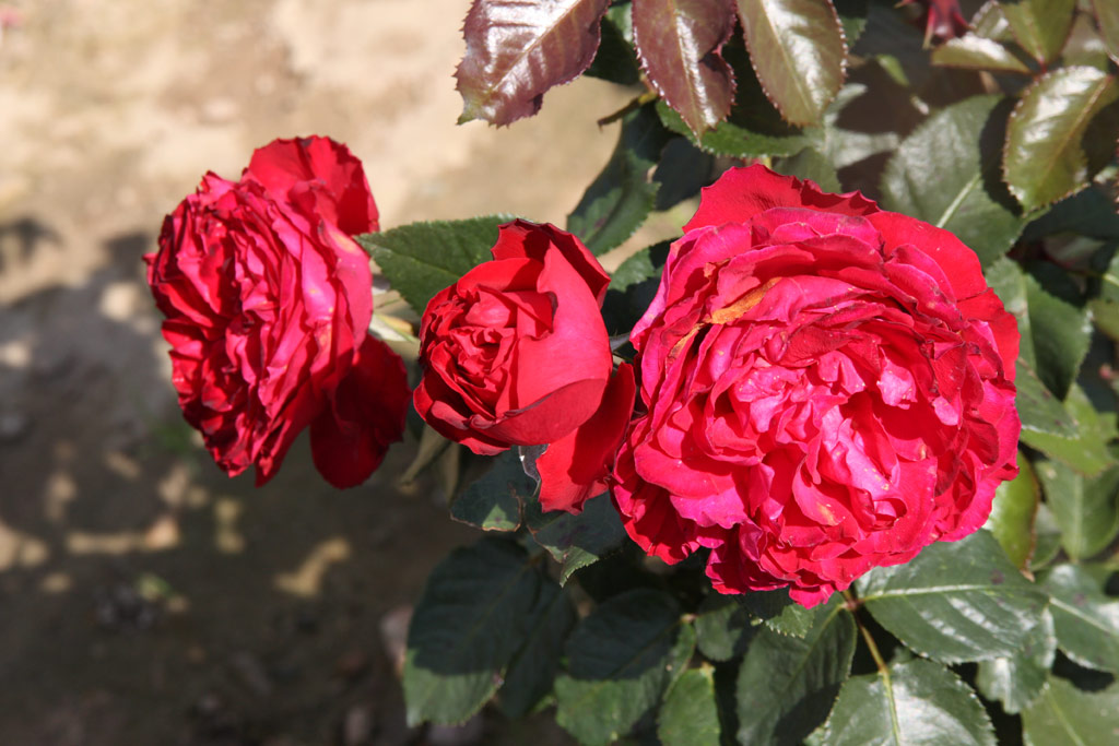 růže Red Edenrose
