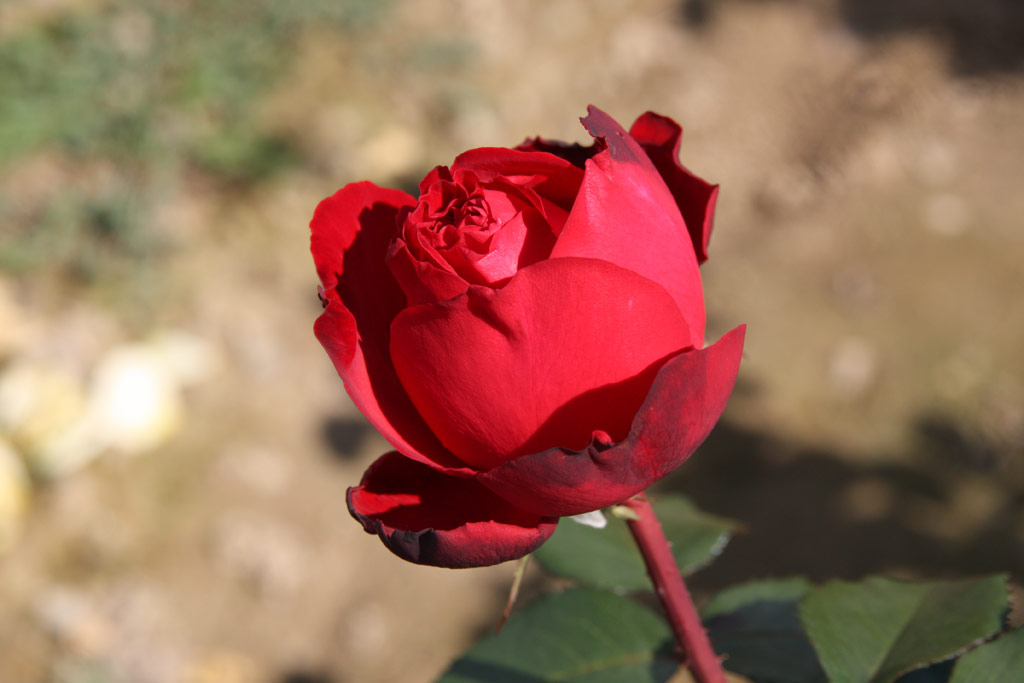 růže Red Edenrose