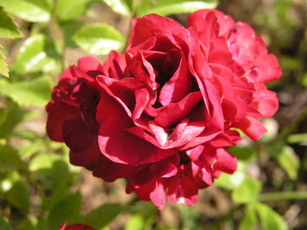růže Red Fairy
