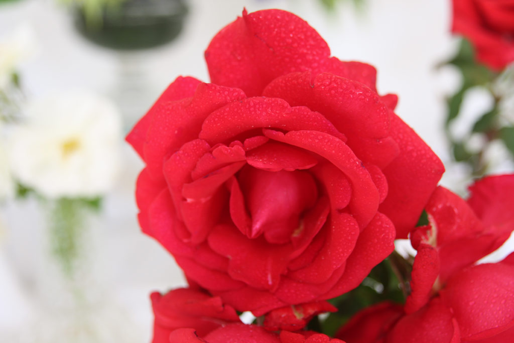 růže Red Flame