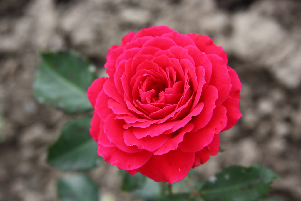 růže Red Garnette