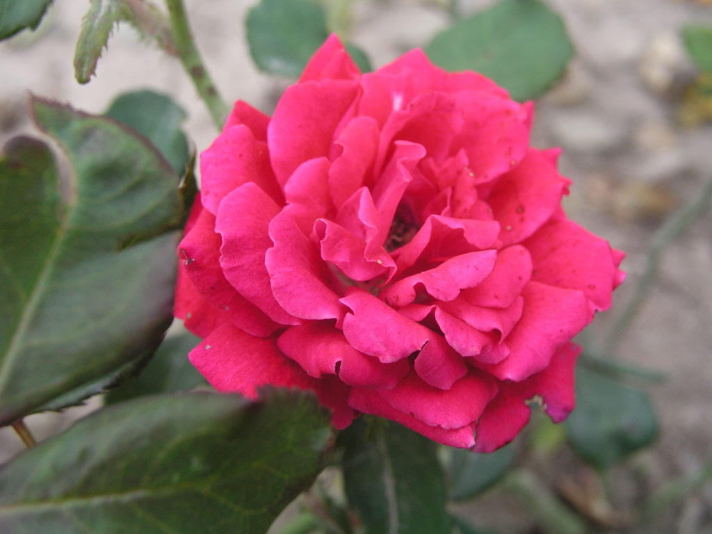 růže Red Garnette