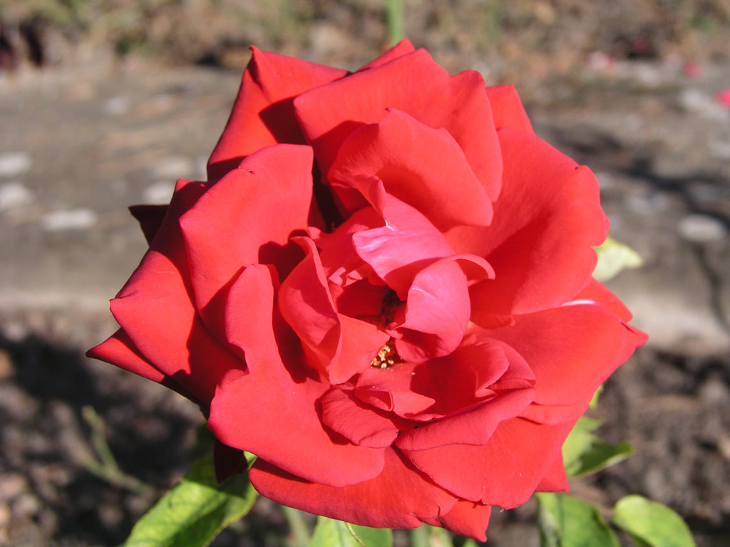růže Red King