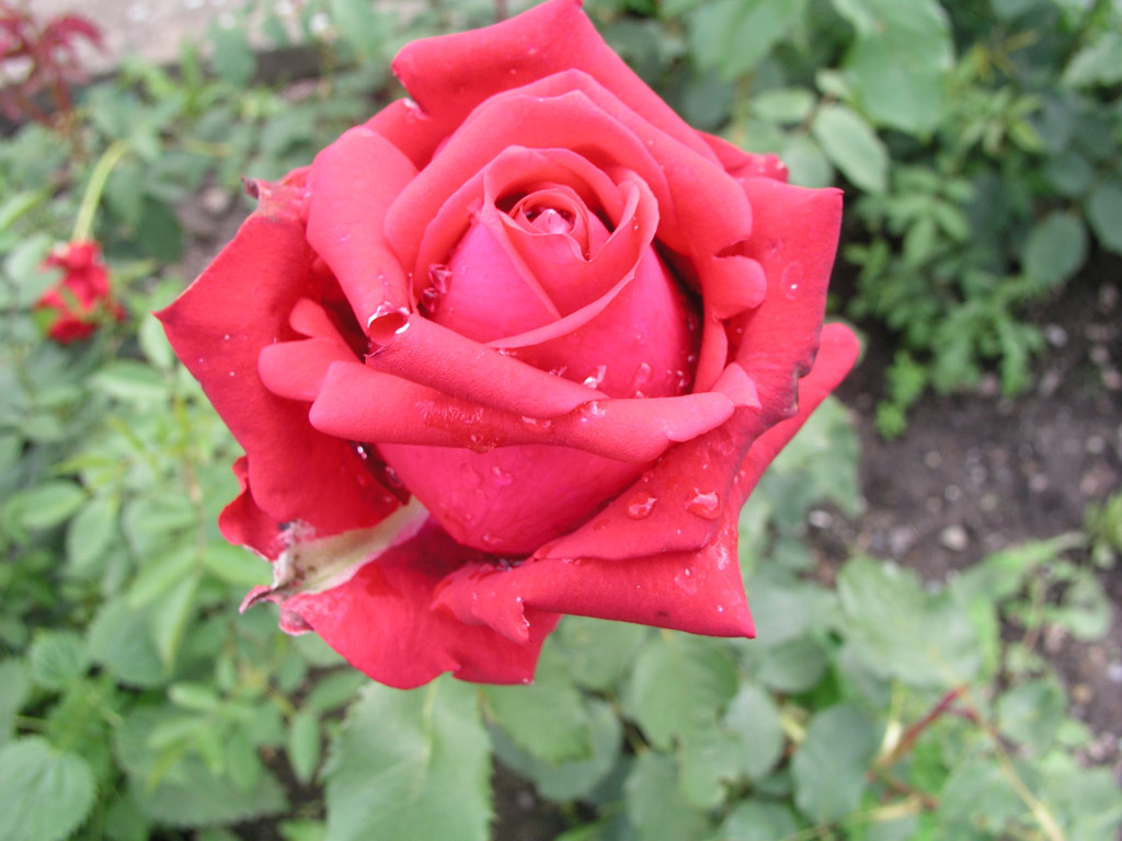 růže Red King
