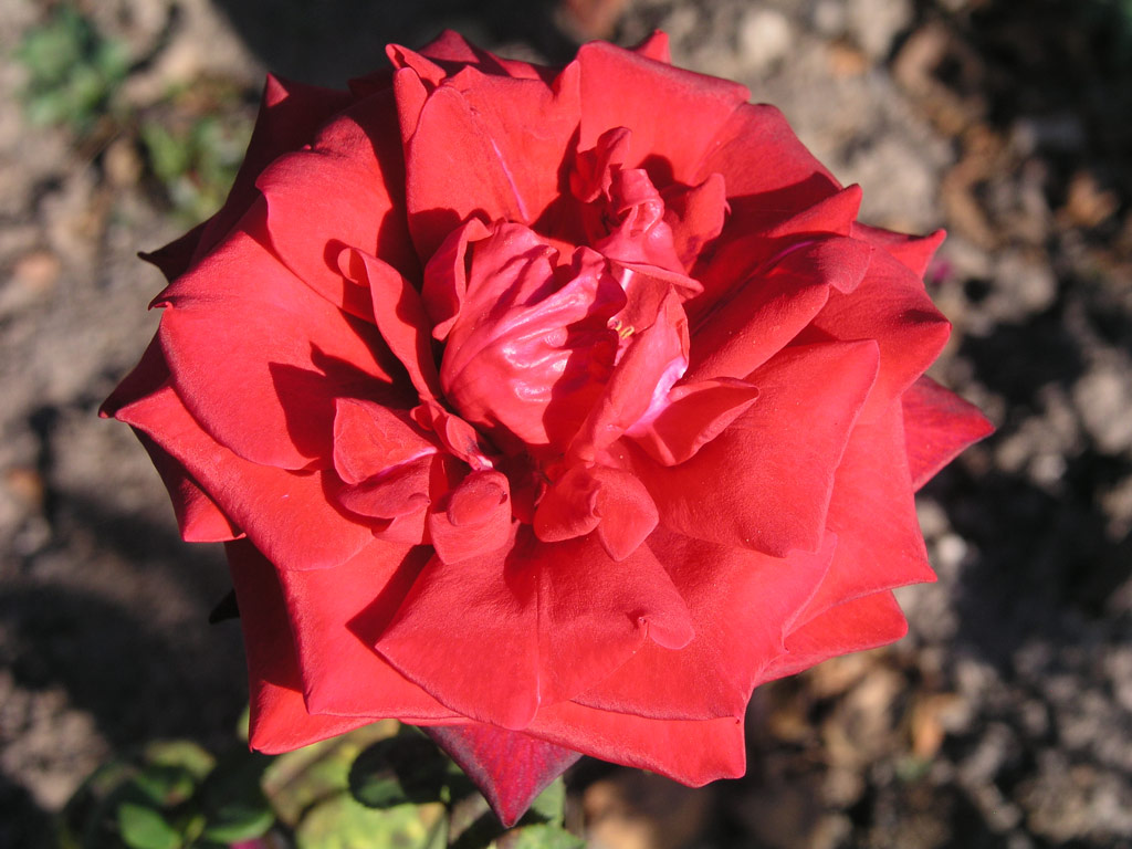 růže Red Masterpiece