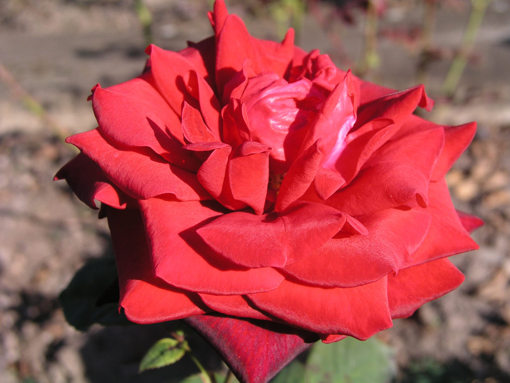 růže Red Masterpiece