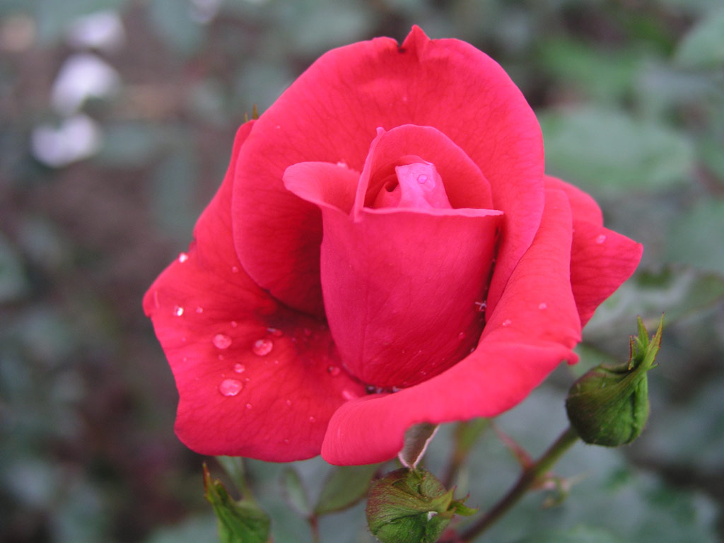 růže Red New Dawn