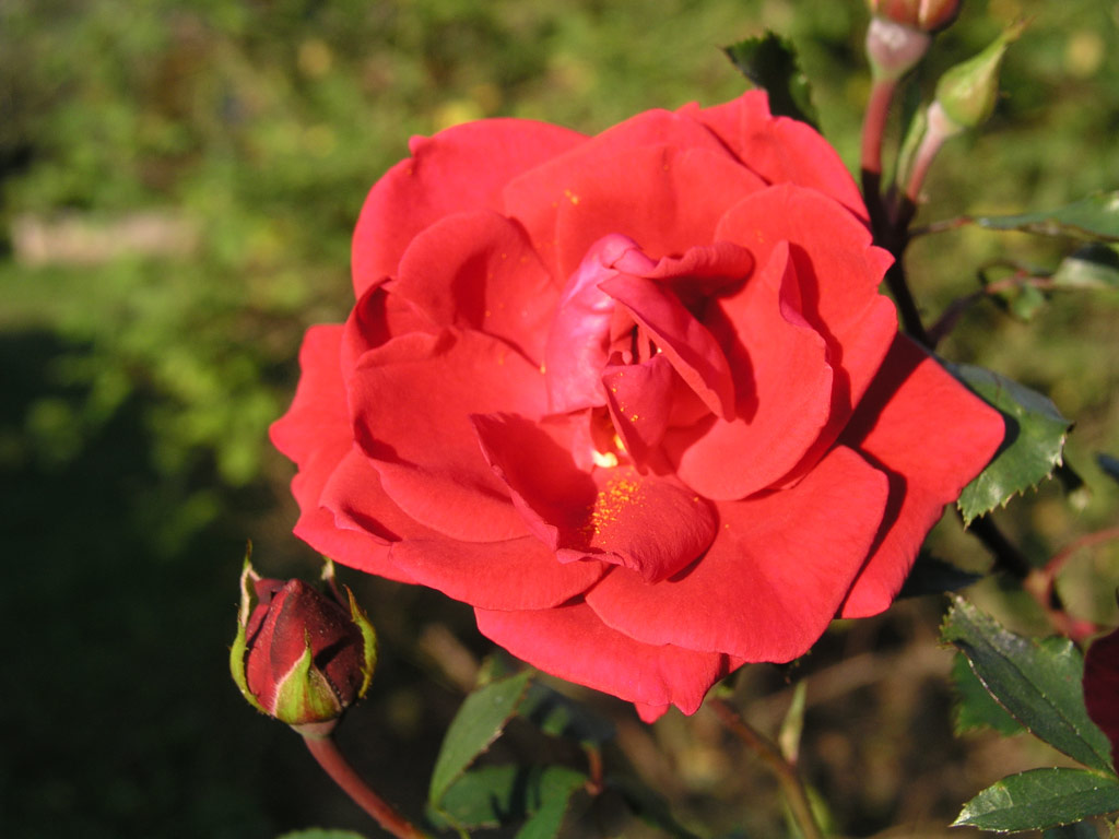 růže Red New Dawn