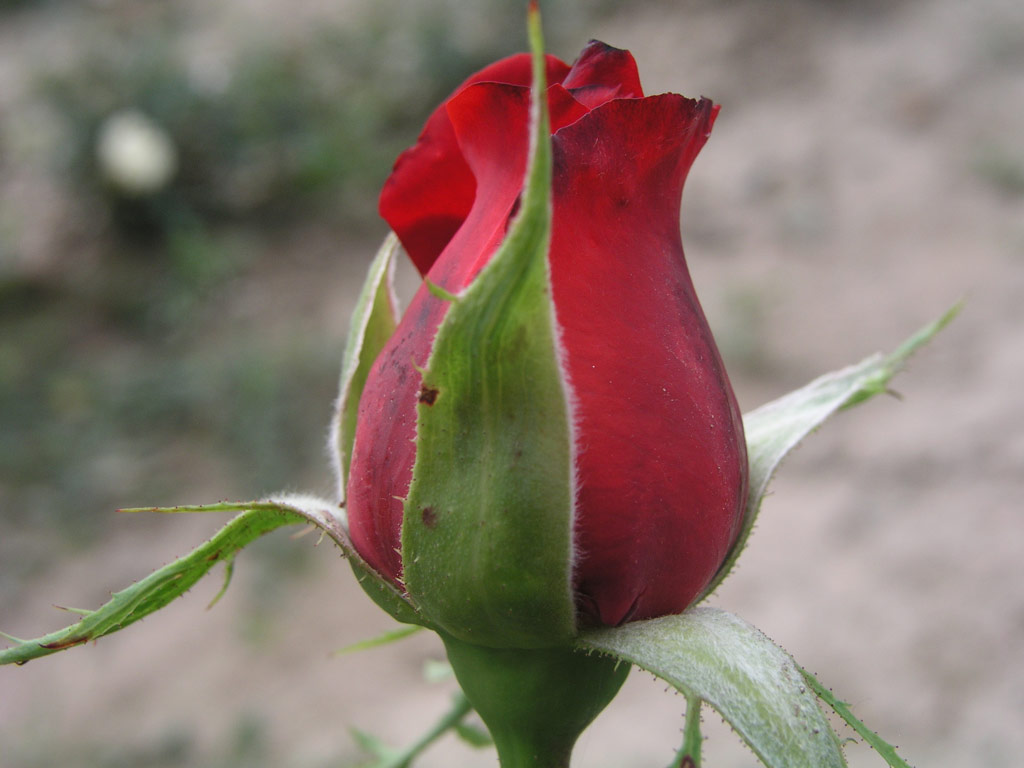 růže Red Queen