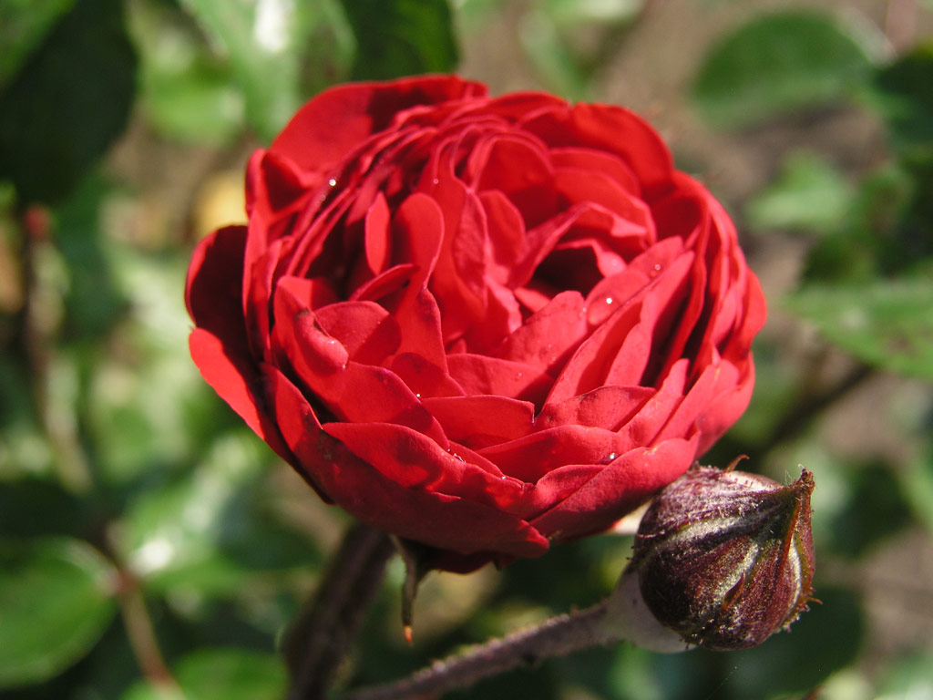 růže Red Triumph
