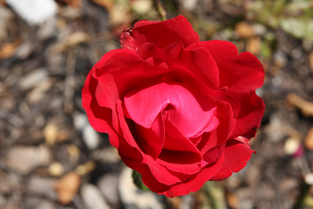 růže Red Velvet
