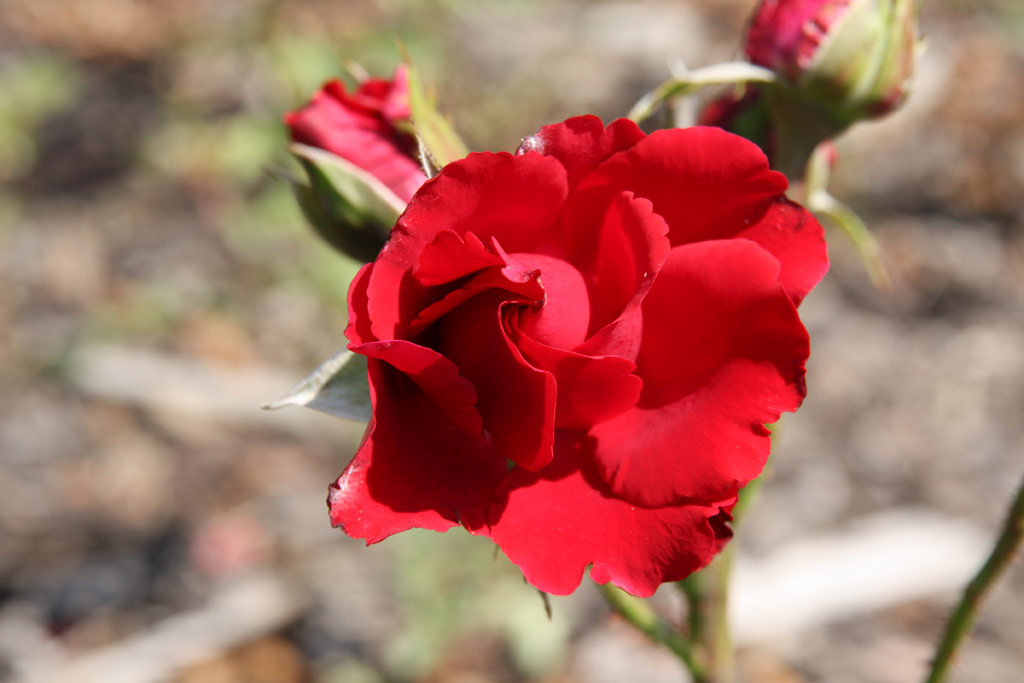 růže Red Velvet