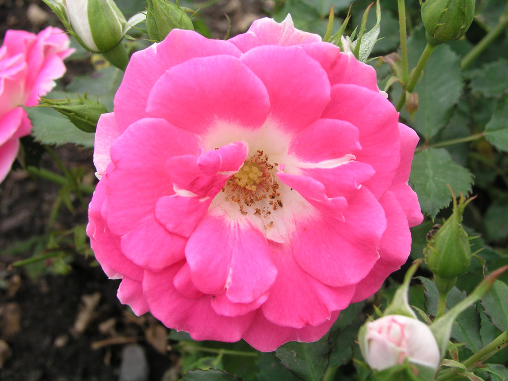růže Regensberg