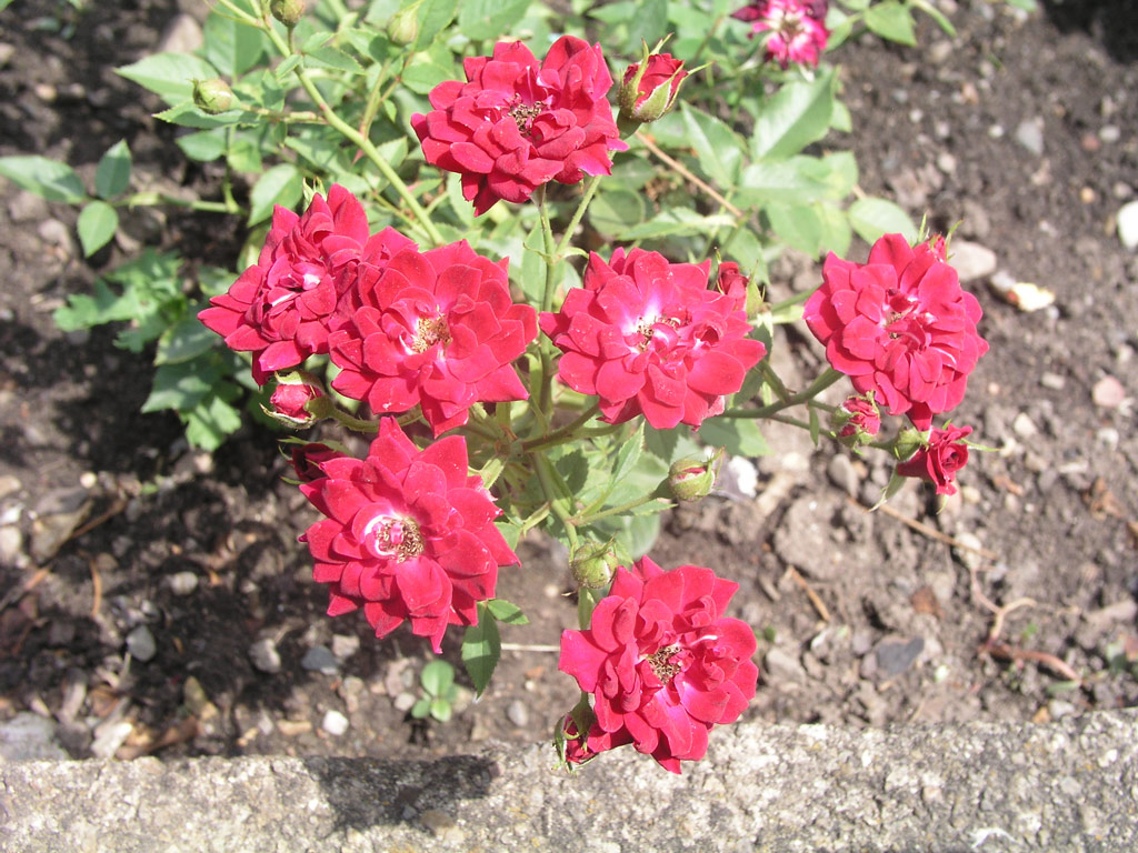růže Regensberg