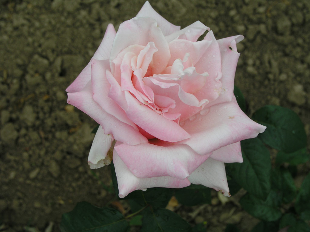 růže Regina