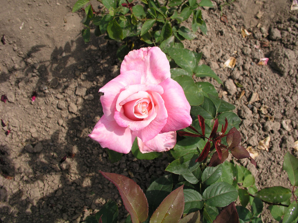 růže Regina