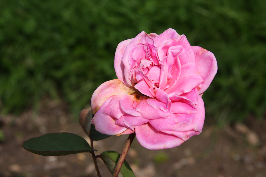 růže Reginald Fernyhough
