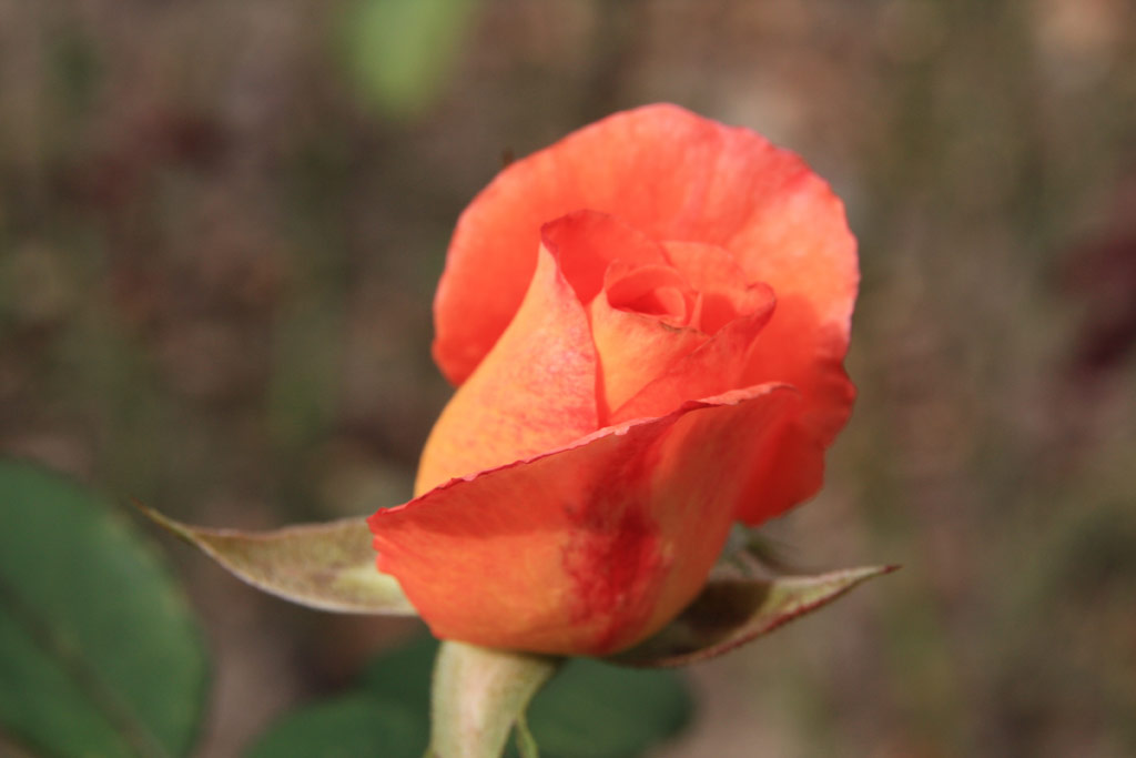 růže Reigen