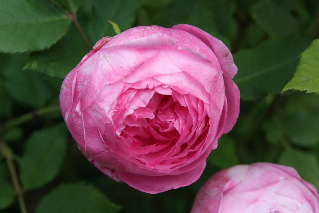 růže Reine des Violettes