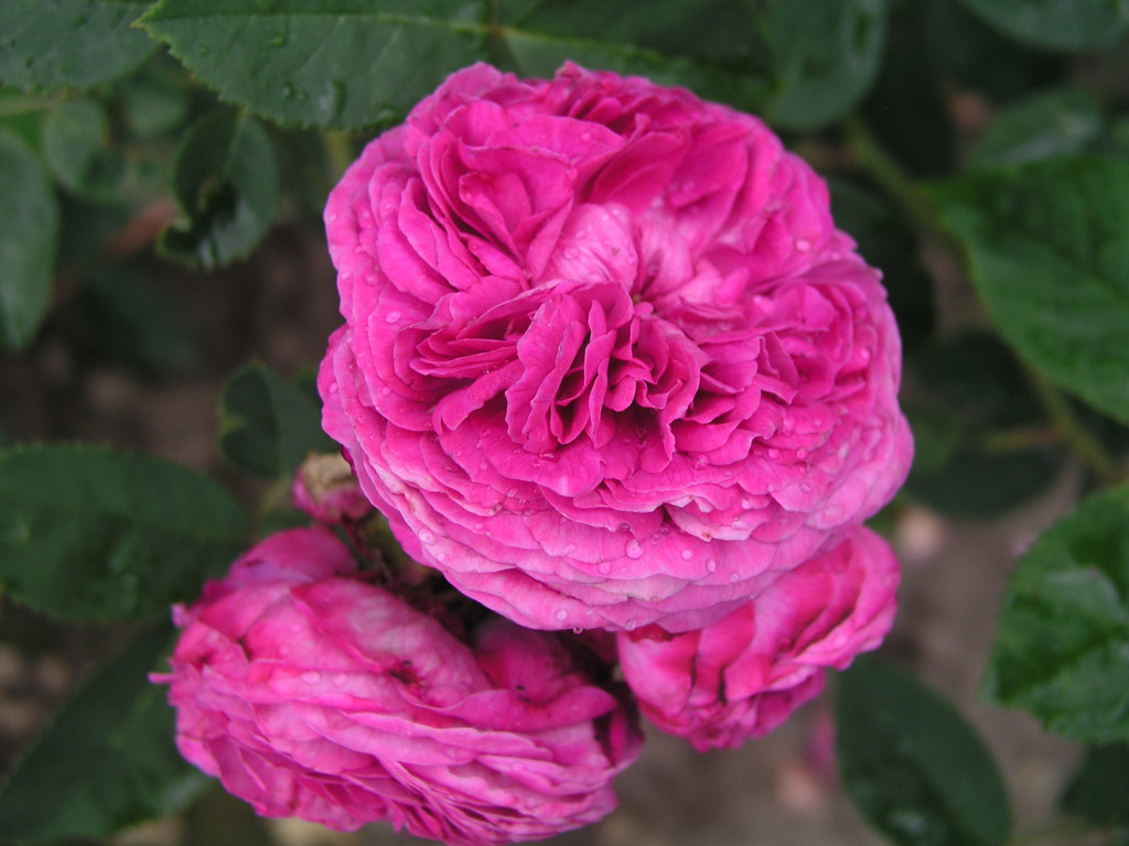 růže Reine des Violettes