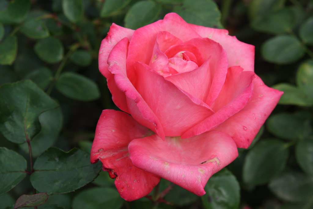 růže Reine France