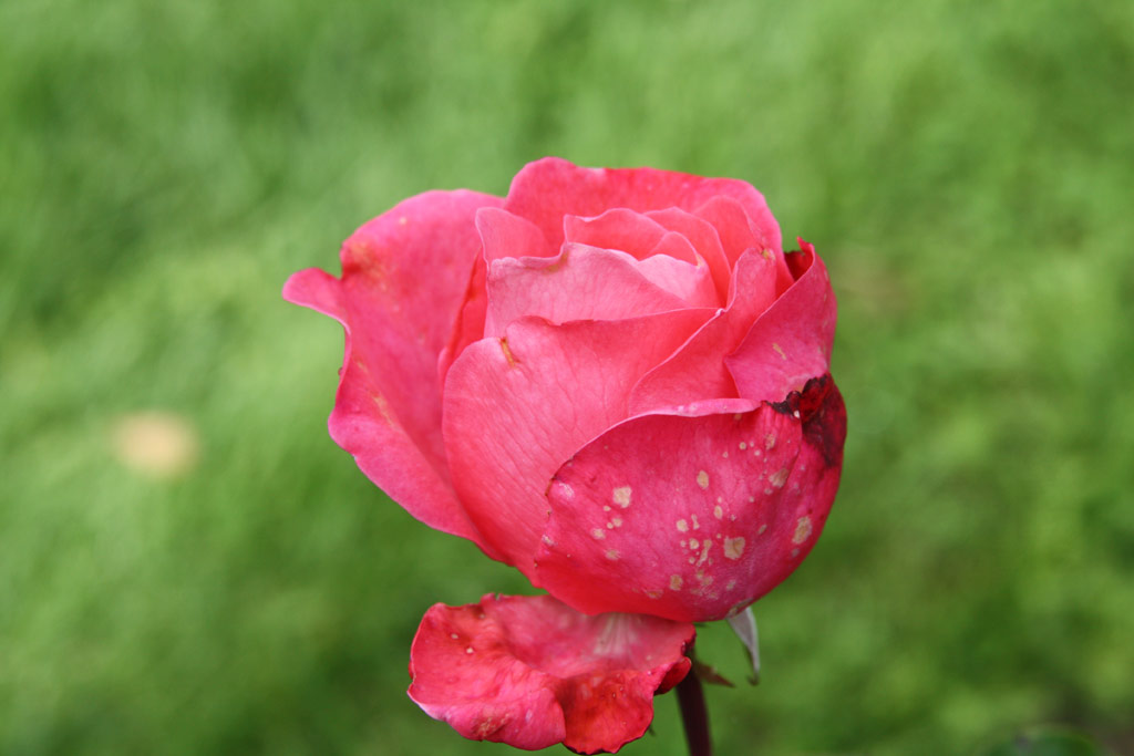 růže Reine France