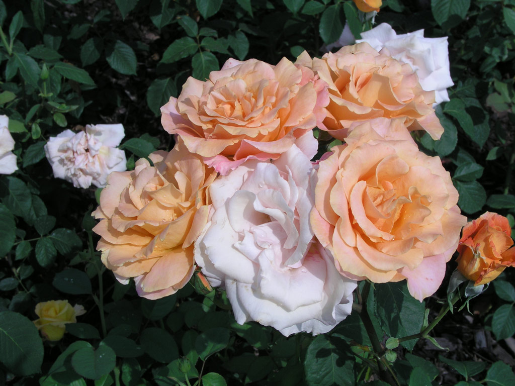 růže Remy Martin