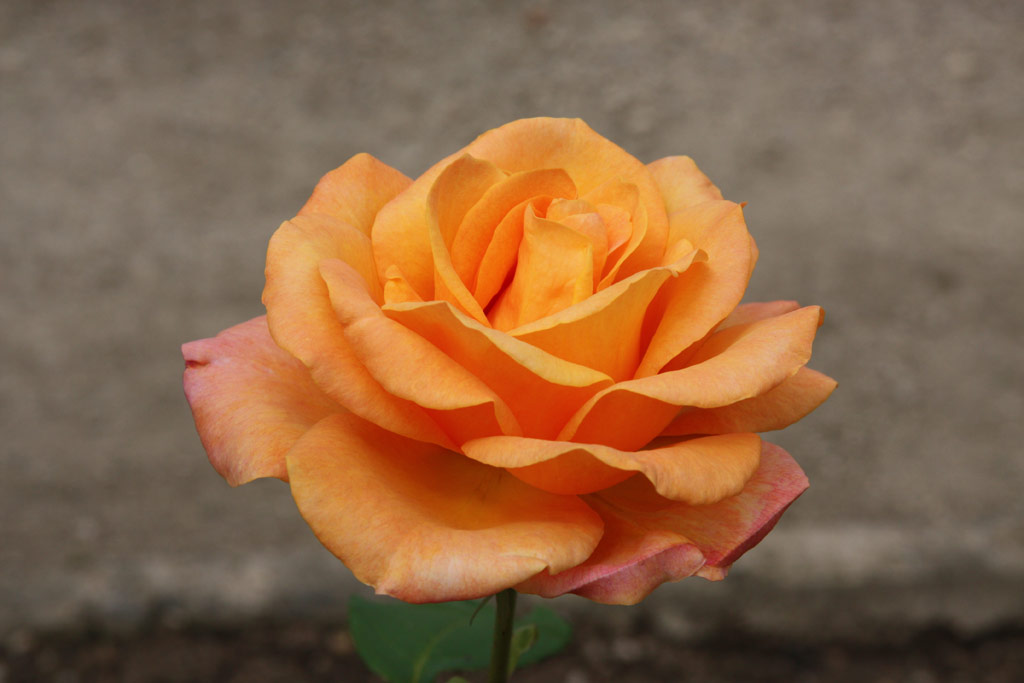 růže Remy Martin