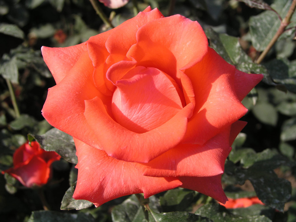 růže Rena