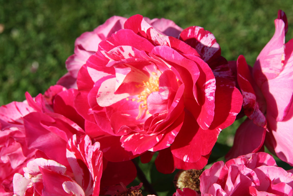růže Renaissance (Gaujard)