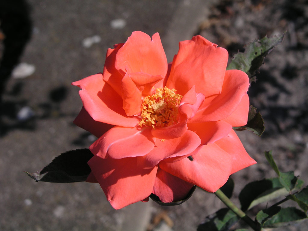 růže Rene France