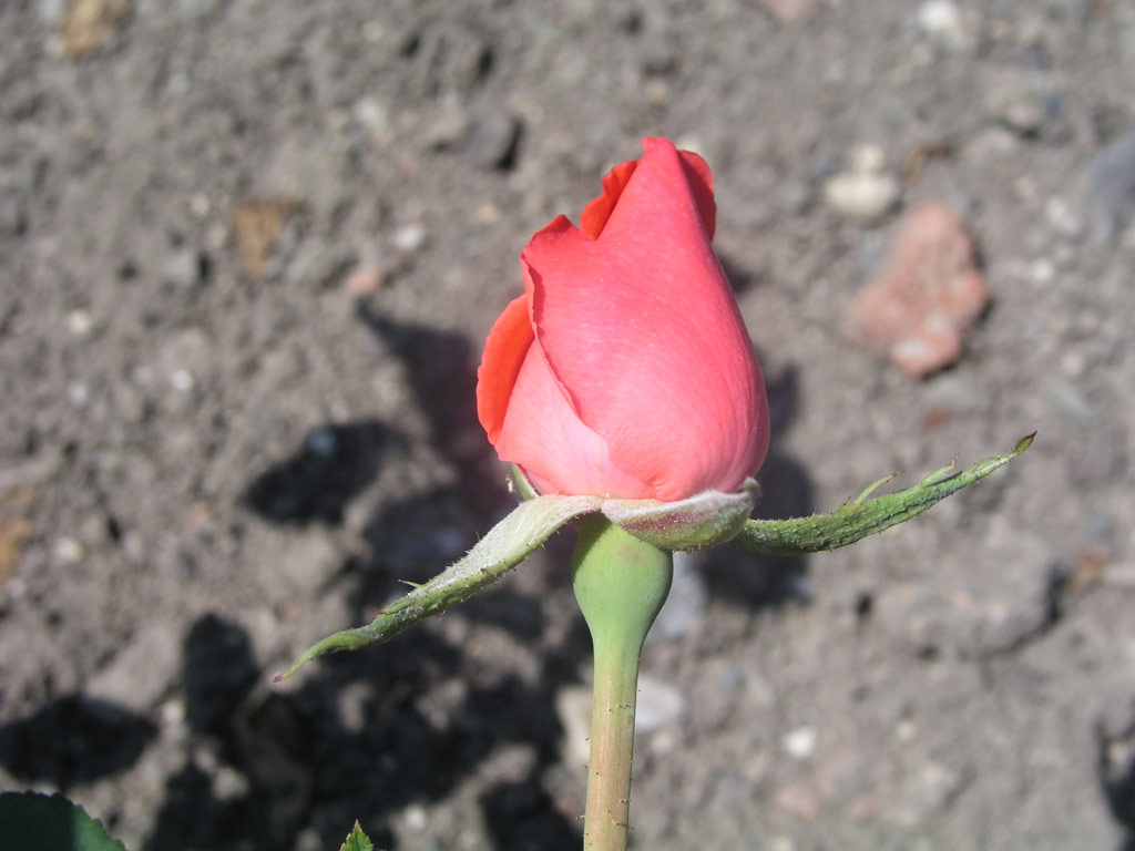 růže Rene France