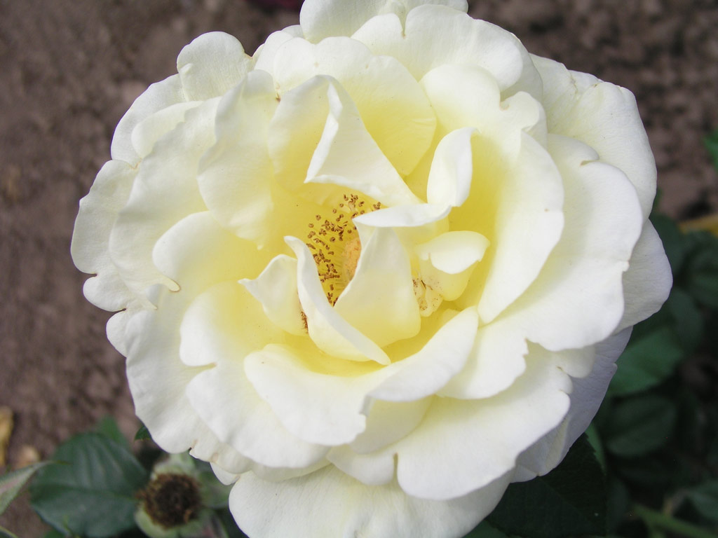růže Rene France (Rosice)