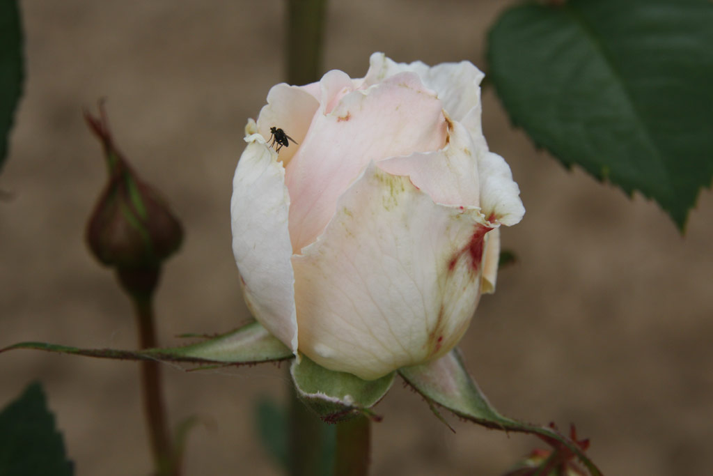 růže Reny Sanche