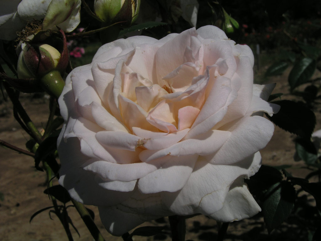 růže Reny Sanche