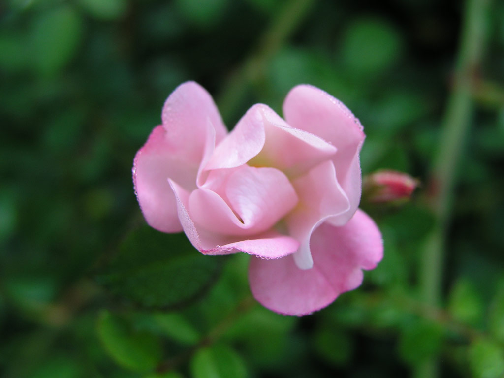 růže Repandia (Dendrologie)