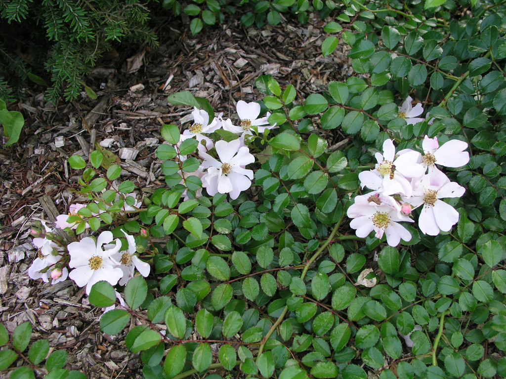 růže Repandia (Dendrologie)
