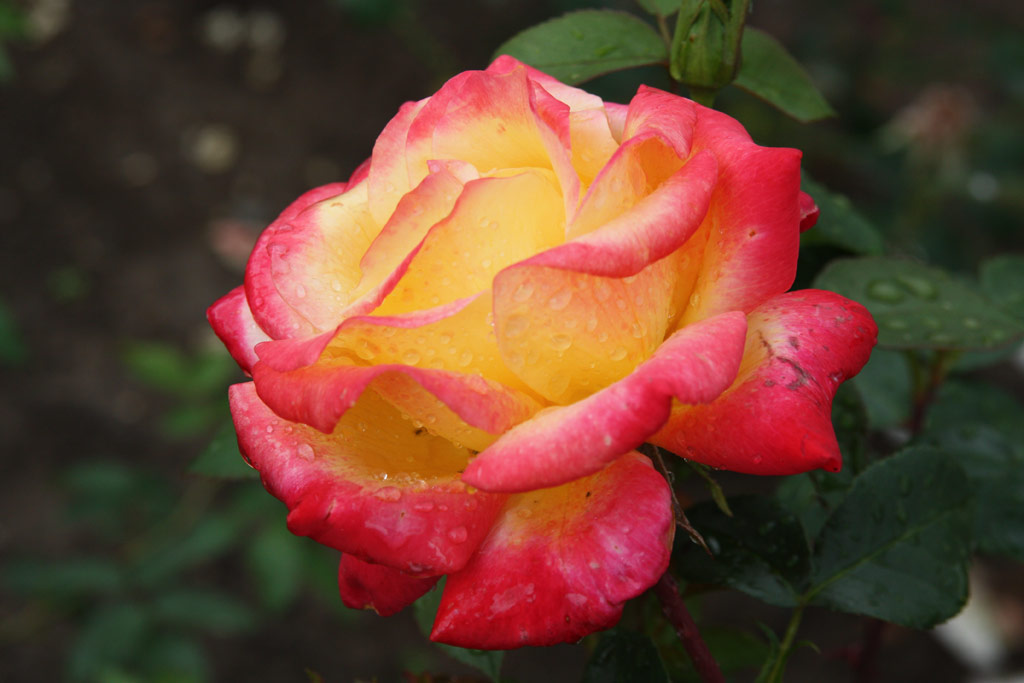 růže Rpublique de Geneve