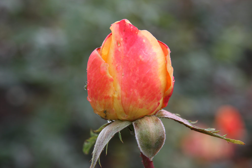 růže Rpublique de Geneve
