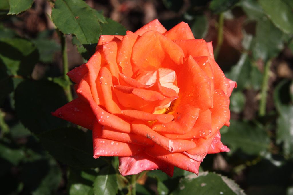 růže Responso (Sangerhausen)