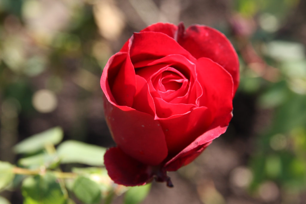 růže Reu Leo