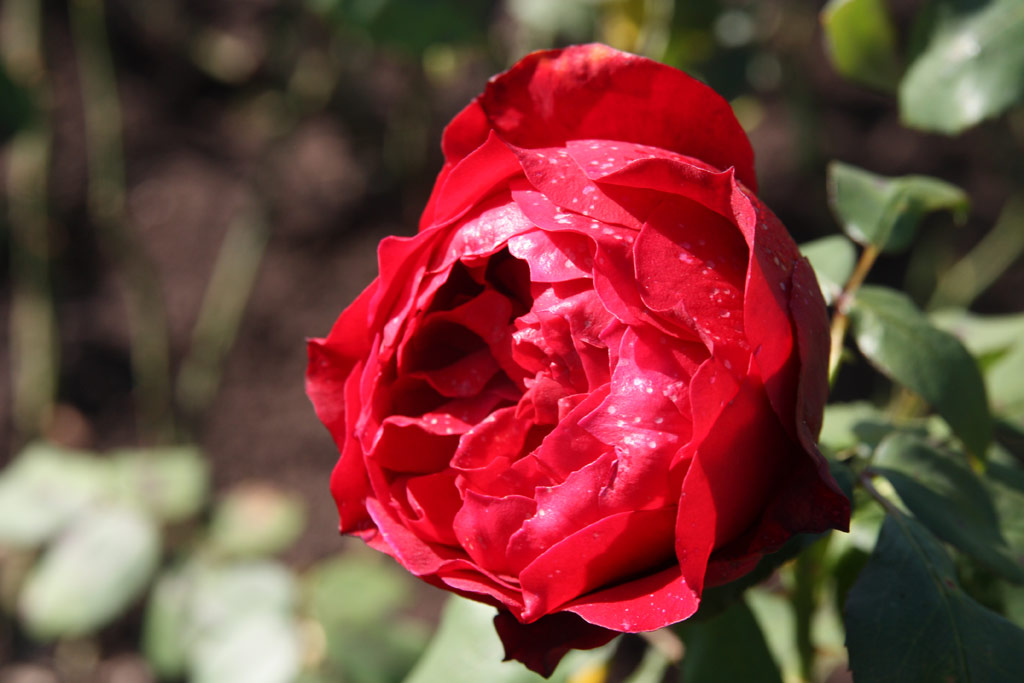 růže Reu Leo