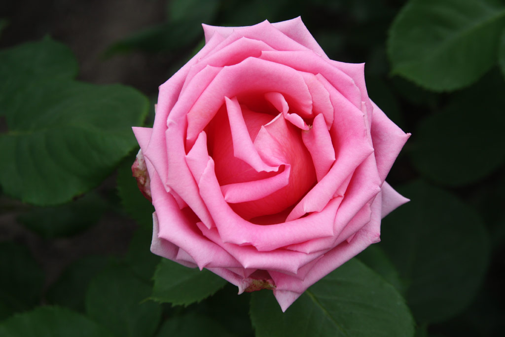 růže Reu Lyre