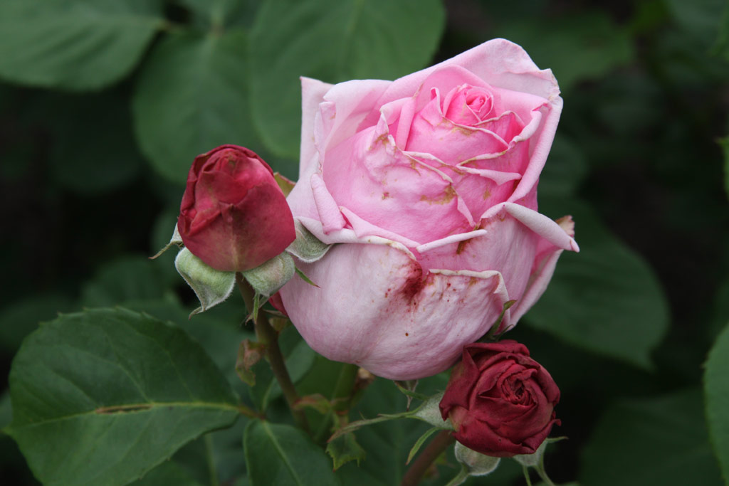 růže Reu Lyre