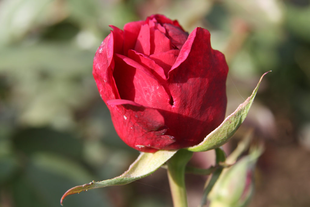 růže Reus