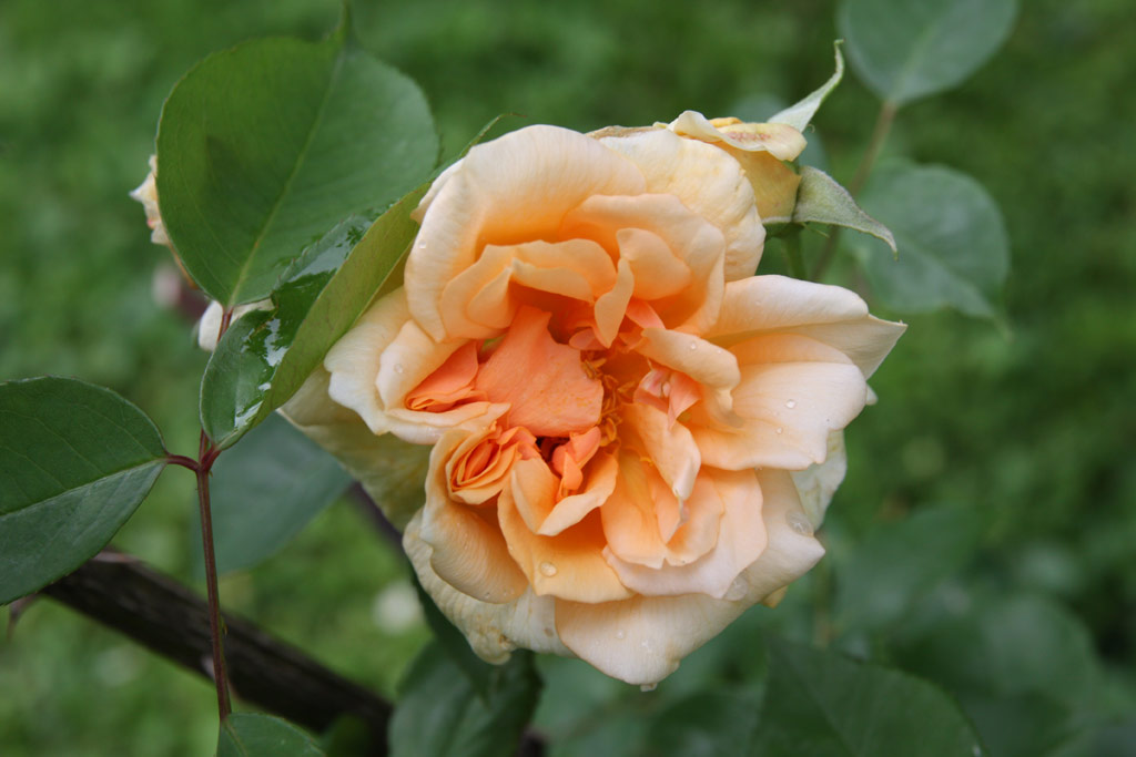 růže Reve dOr (Linz)