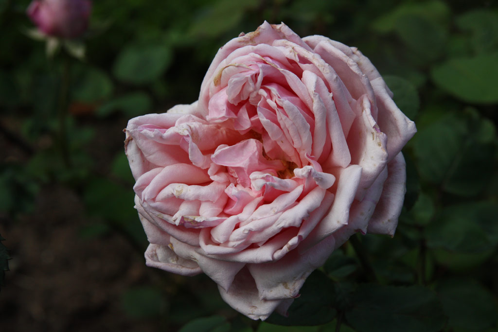 růže Rhodologue Jules Gravereaux
