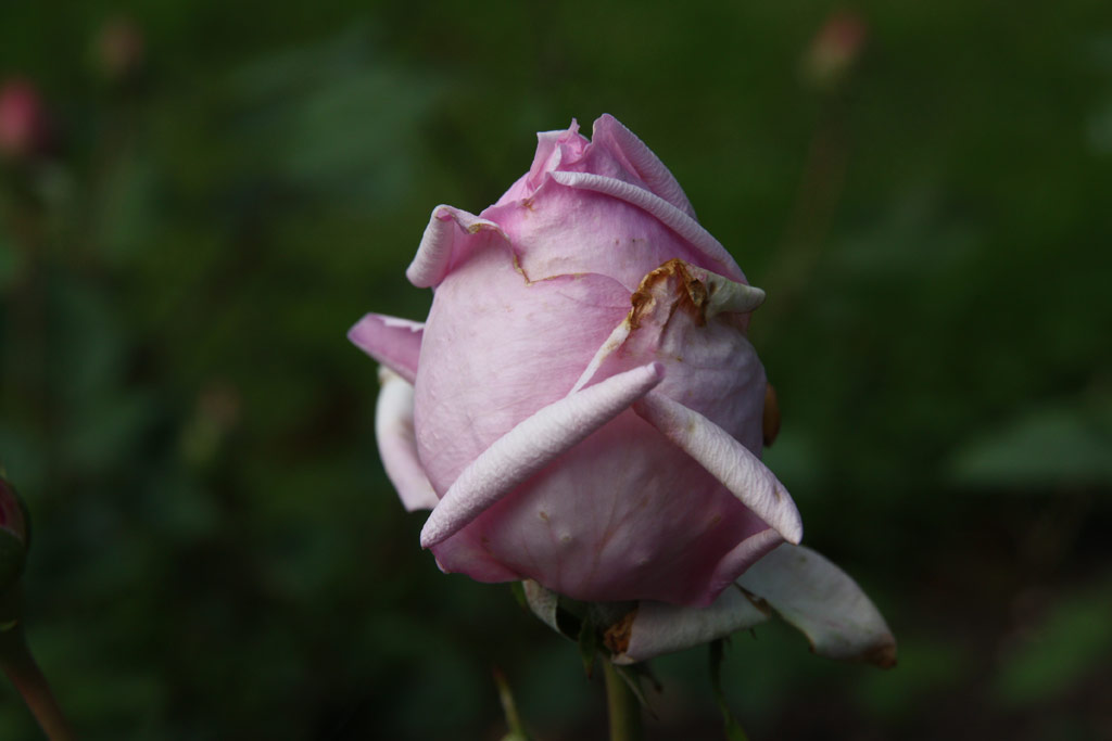 růže Rhodologue Jules Gravereaux