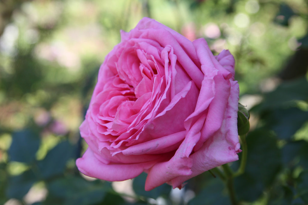 růže Rhonda